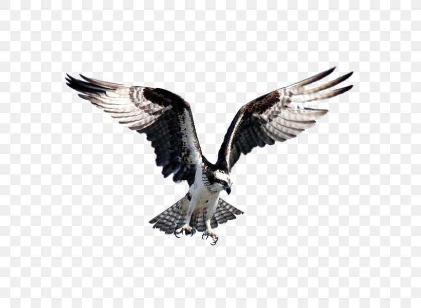Bird Bald Eagle Goose Flight Osprey, PNG, 600x600px, Bird, Accipitriformes, Bald Eagle, Beak, Bird Migration Download Free