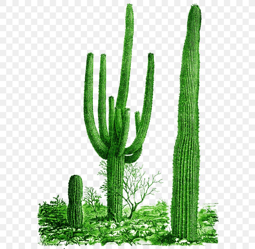 Cactaceae Saguaro National Park Clip Art, PNG, 605x800px, Cactaceae, Acanthocereus Tetragonus, Cactus, Caryophyllales, Cereus Download Free