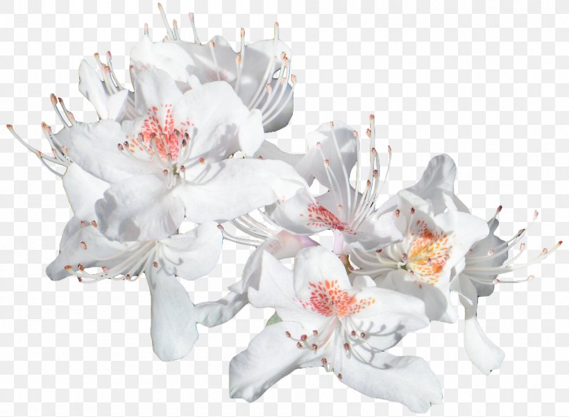 Floral Design Cut Flowers Flower Bouquet Flowering Plant, PNG, 950x697px, Floral Design, Artificial Flower, Blossom, Cut Flowers, Floristry Download Free