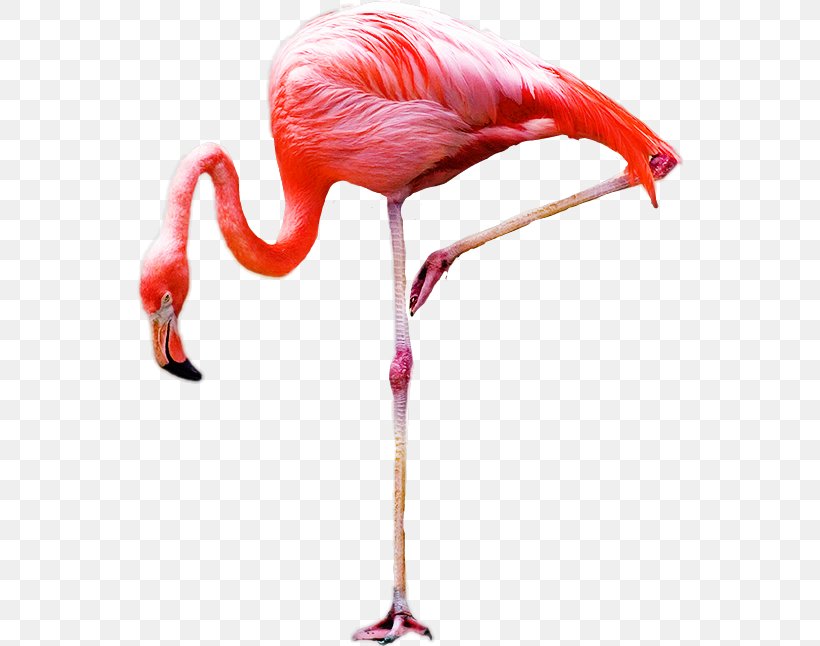 Bird Greater Flamingo Royalty-free, PNG, 546x646px, Bird, Beak, Drawing, Flamingo, Flamingos Download Free