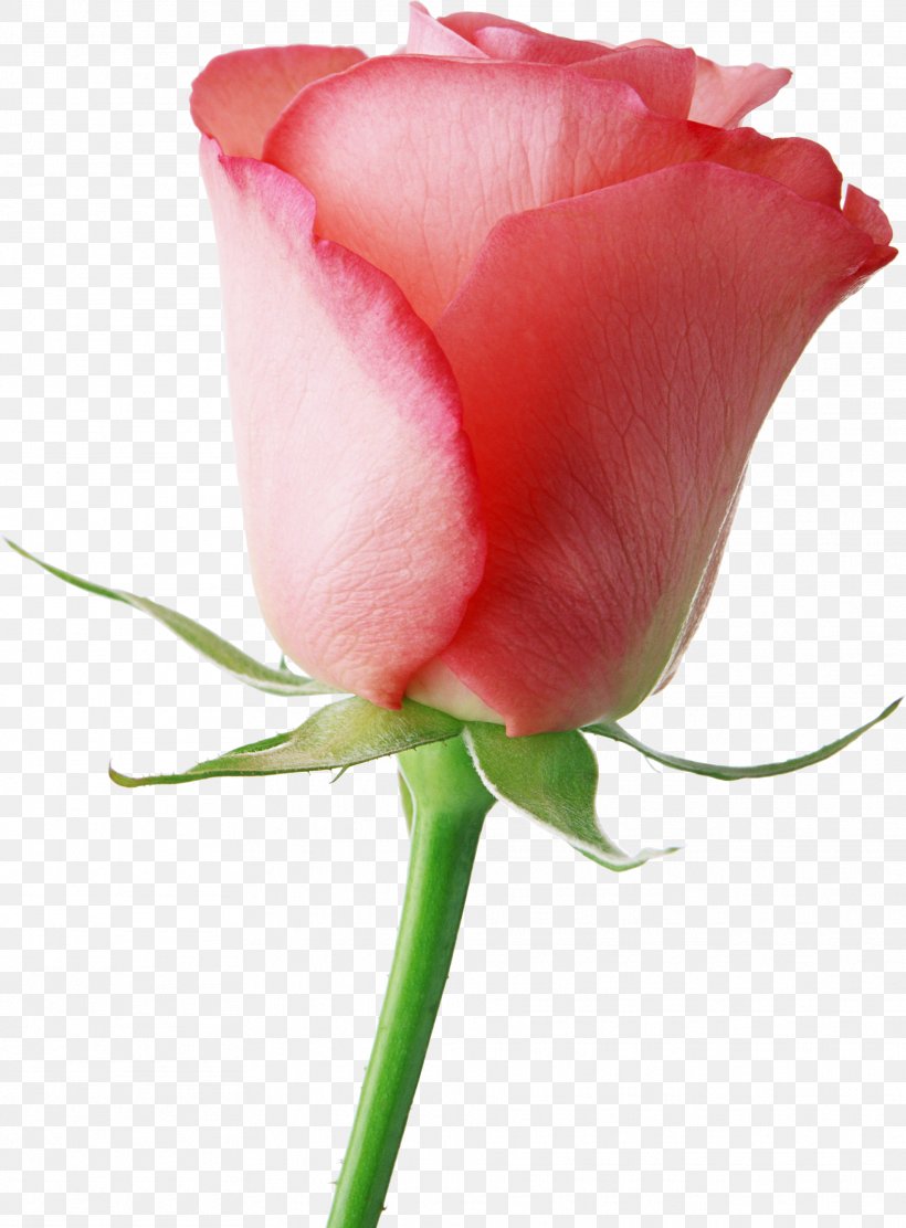 Brazil Flower Rose Valentines Day Gifts, PNG, 1922x2608px, Brazil, Bud, China Rose, Close Up, Cut Flowers Download Free