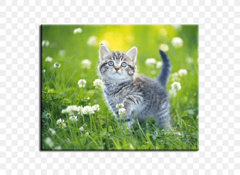 Desktop Wallpaper Cat Kitten Concinnity, PNG, 600x600px, Cat, American Shorthair, Android, California Spangled, Cat Like Mammal Download Free