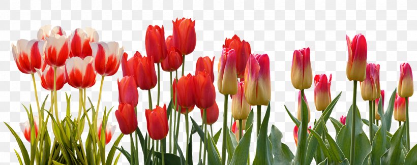 Flower Tulip Spring March Equinox Bud, PNG, 1920x763px, Flower, Autumn, Bud, Bulb, Color Download Free