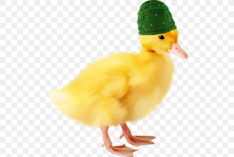 Domestic Duck Icon, PNG, 500x551px, Duck, Animal, Beak, Bird, Chicken Download Free