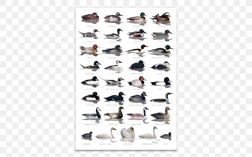 Duck Bird Goose Waterfowl Identification American Pekin, PNG, 512x512px, Duck, American Black Duck, American Pekin, Anseriformes, Beak Download Free