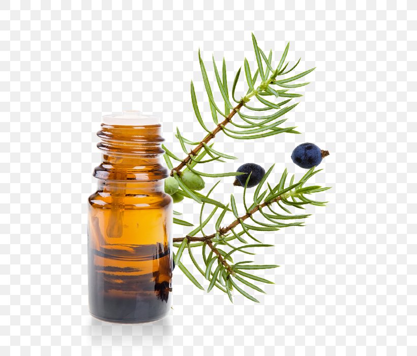 English Lavender Juniperus Oxycedrus Essential Oil Lavender Oil, PNG, 700x700px, English Lavender, Aroma Compound, Aromatherapy, Carrier Oil, Common Juniper Download Free
