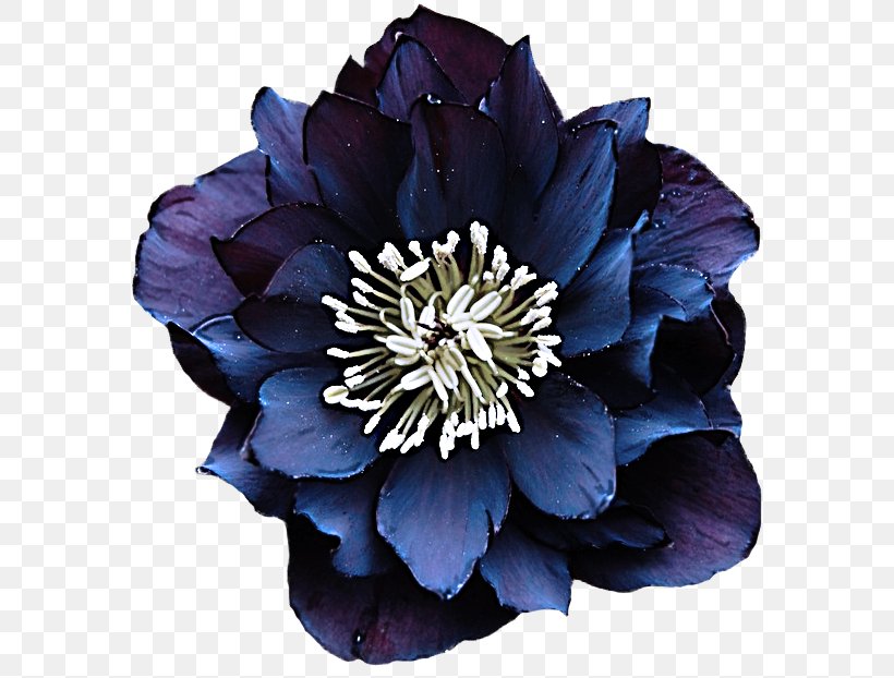 Flower Flowering Plant Blue Petal Plant, PNG, 614x622px, Flower, Anemone, Blue, Flowering Plant, Petal Download Free