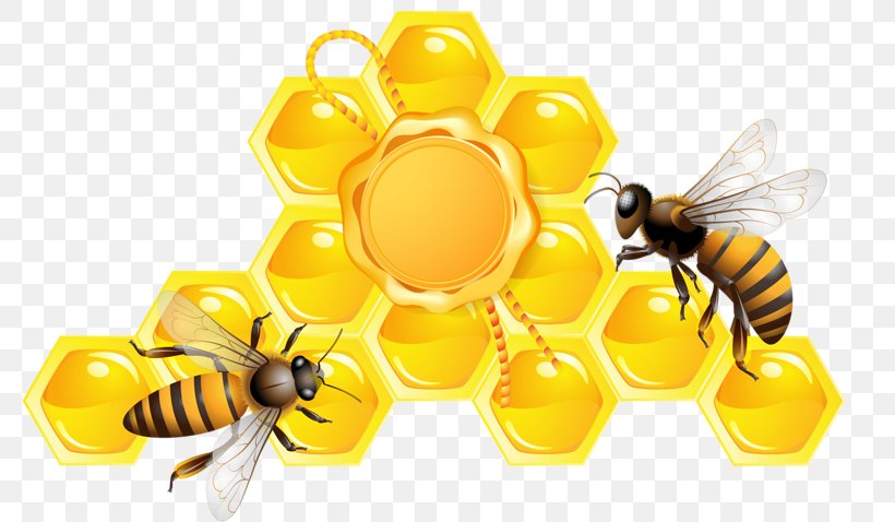 Honey Bee Beehive, PNG, 800x478px, Bee, Arthropod, Beehive, Drawing, Food Download Free