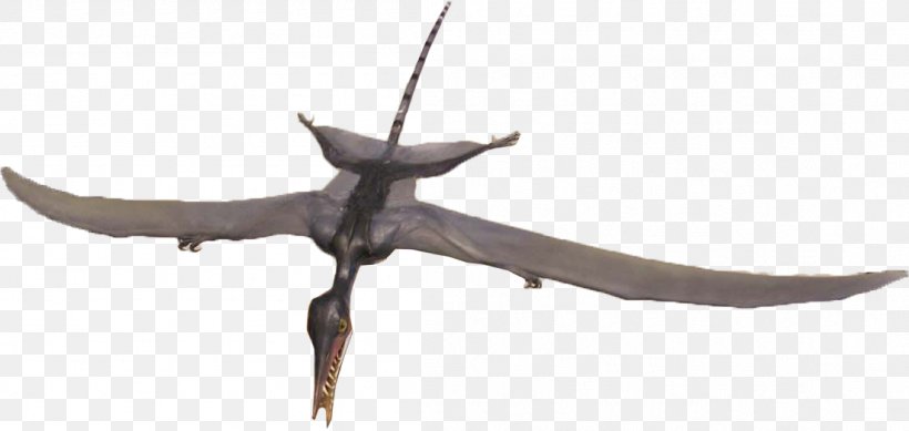 Rhamphorhynchus Solnhofen Limestone Archaeopteryx Late Jurassic, PNG, 1102x524px, Rhamphorhynchus, Archaeopteryx, Germans, Germany, Jurassic Download Free