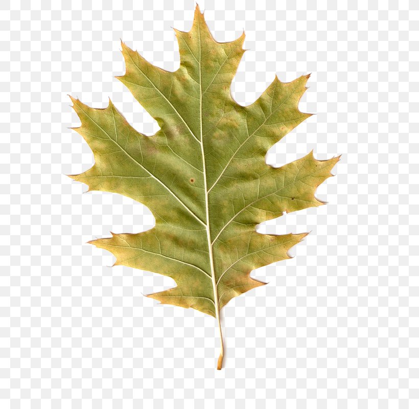 Autumn Leaves Maple Leaf PhotoScape Clip Art, PNG, 578x800px, Autumn Leaves, Autumn, Blog, Gimp, Leaf Download Free