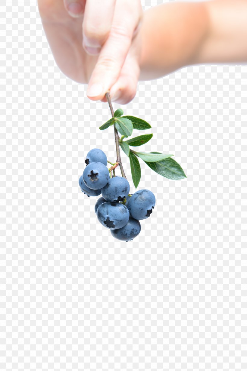 Blueberry Breakfast Fruit, PNG, 4016x6016px, Berry, Antioxidant, Bilberry, Blueberry, Breakfast Download Free
