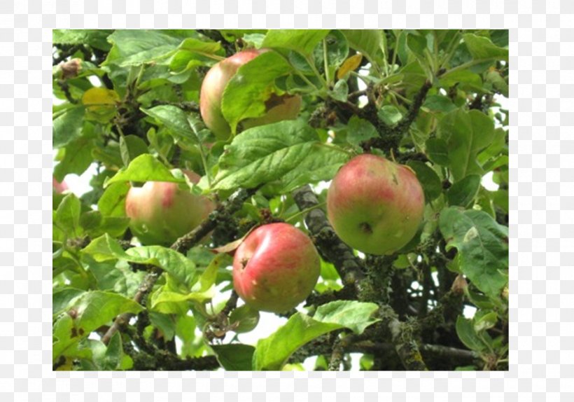 Fruit Tree Apple Branching, PNG, 940x659px, Fruit Tree, Apple, Branch, Branching, Fruit Download Free