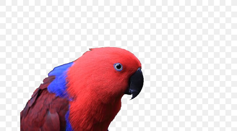 Macaw Parrot Bird Color Fly, PNG, 680x453px, Macaw, Animal, Beak, Bird, Color Fly Download Free