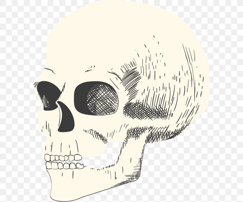 Skull Illustration, PNG, 594x684px, Skull, Bone, Drawing, Face, Head Download Free