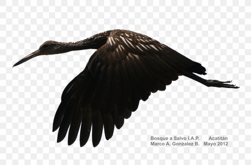 Vulture Water Bird Crane Beak, PNG, 1024x673px, Vulture, Beak, Bird, Bird Of Prey, Crane Download Free
