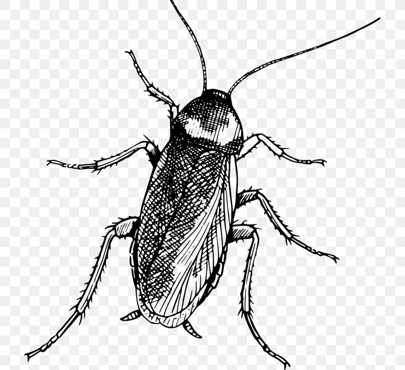 Beetle Insect, PNG, 722x750px, Beetle, Blister Beetles, Drawing, Ground Beetle, Insect Download Free