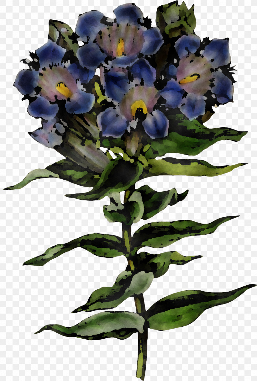 Flower Plant Blue Violet Cut Flowers, PNG, 1863x2761px, Flower, Blue, Borage Family, Cut Flowers, Dayflower Download Free