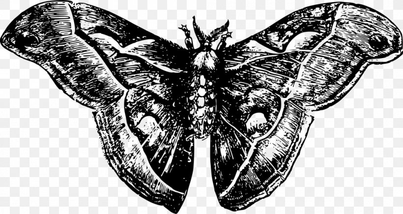 Luna Moth Butterfly Insect, PNG, 1000x531px, Moth, Animal, Arthropod, Black And White, Butterfly Download Free
