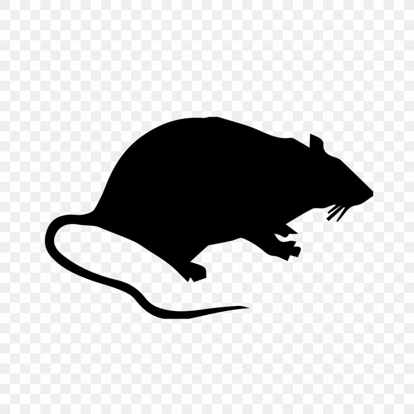 Brown Rat Rodent Mouse Pest Control, PNG, 1080x1081px, Brown Rat, Beaver, Black And White, Carnivoran, Fauna Download Free