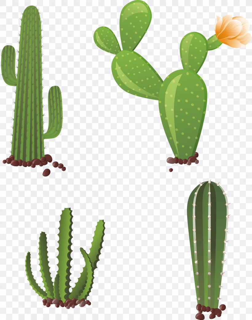 Cactaceae Clip Art, PNG, 2505x3178px, Cactaceae, Barbary Fig, Cactus, Caryophyllales, Drawing Download Free
