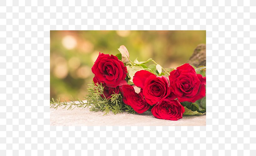 Garden Roses Cut Flowers Cabbage Rose Floral Design, PNG, 500x500px, Garden Roses, Artificial Flower, Cabbage Rose, Cut Flowers, Floral Design Download Free