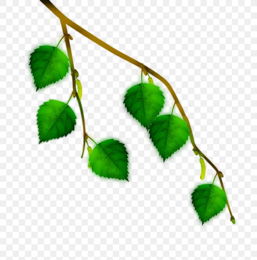 Twig Plant Stem Leaf, PNG, 691x830px, Twig, Branch, Leaf, Plant, Plant Stem Download Free