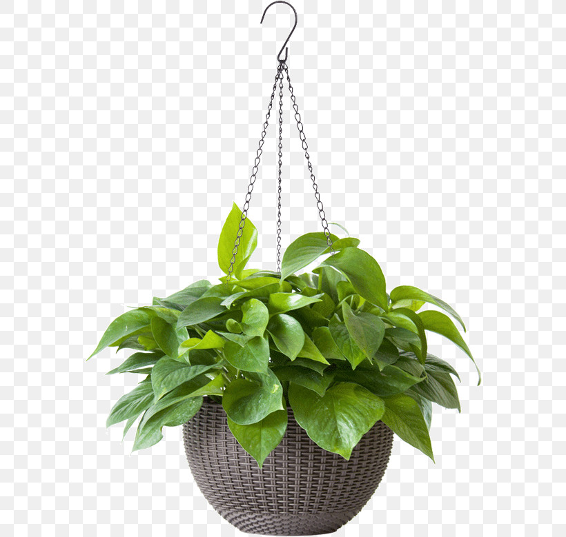 Flowerpot Houseplant Flower Leaf Plant, PNG, 576x779px, Flowerpot, Anthurium, Flower, Herb, Houseplant Download Free