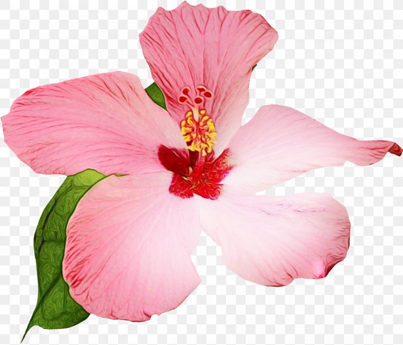 Pink Flower Cartoon, PNG, 1200x1028px, Shoeblackplant, China Rose, Chinese Hibiscus, Flower, Hawaiian Hibiscus Download Free