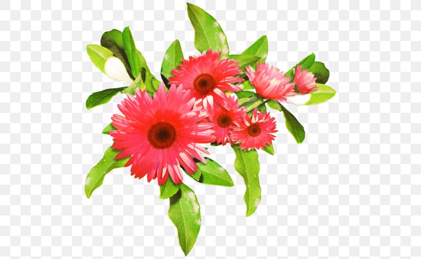 Pink Flower Cartoon, PNG, 500x505px, Transvaal Daisy, Annual Plant, Artificial Flower, Barberton Daisy, Bouquet Download Free