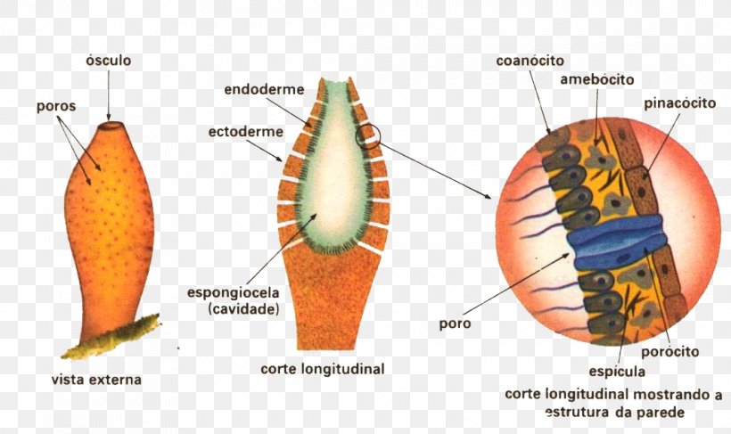 Sponge Multicellular Organism Invertebrate Eukaryote, PNG, 1060x630px, Sponge, Eukaryote, Filter Feeder, Invertebrate, Multicellular Organism Download Free