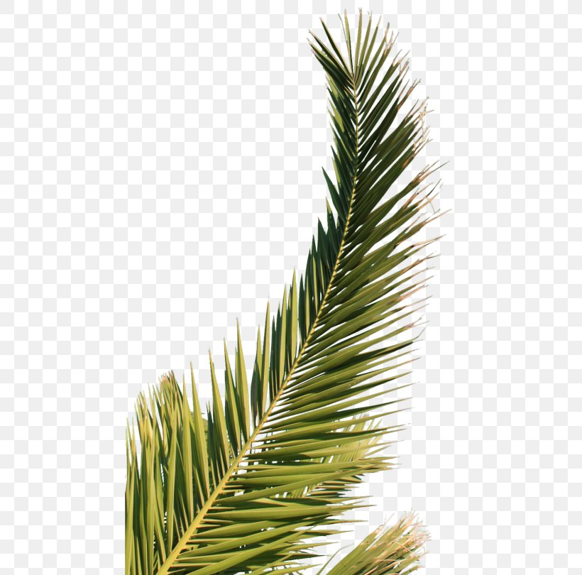 Arecaceae Palm Branch Leaf, PNG, 468x810px, Arecaceae, Arecales, Autodesk 3ds Max, Branch, Conifer Download Free