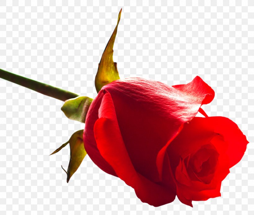 Download Rose Clip Art, PNG, 1420x1202px, Rose, Bud, Close Up, Cut Flowers, Desktop Environment Download Free