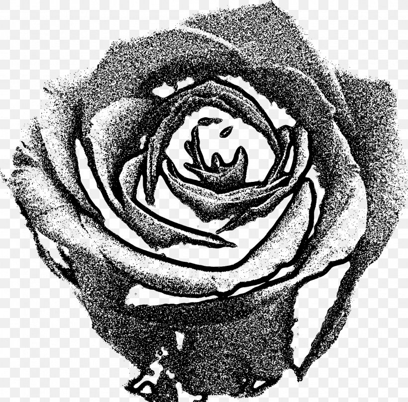 Garden Roses Drawing Black And White, PNG, 2362x2332px, Watercolor, Cartoon, Flower, Frame, Heart Download Free