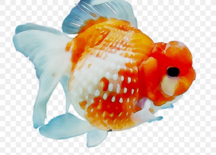 Goldfish Feeder Fish Marine Biology, PNG, 1179x848px, Goldfish, Biology, Bonyfish, Feeder Fish, Fish Download Free