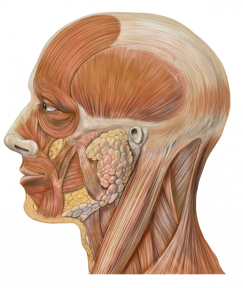 Head And Neck Anatomy Human Body Human Head, PNG, 1205x1424px, Head And Neck Anatomy, Anatomy, Artery, Bone, Brown Hair Download Free