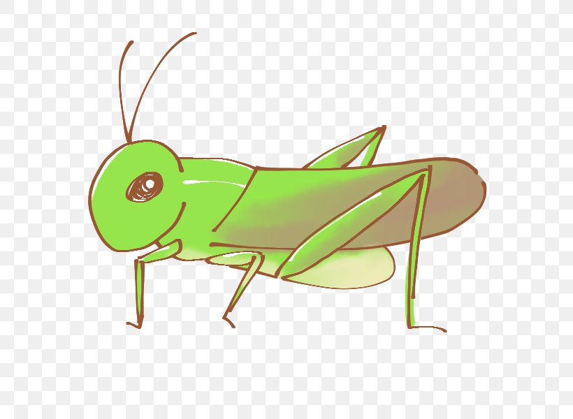 Insect Caelifera 虫 Clip Art, PNG, 600x600px, Insect, Animal, Arthropod, Autumn, Cabbage White Download Free