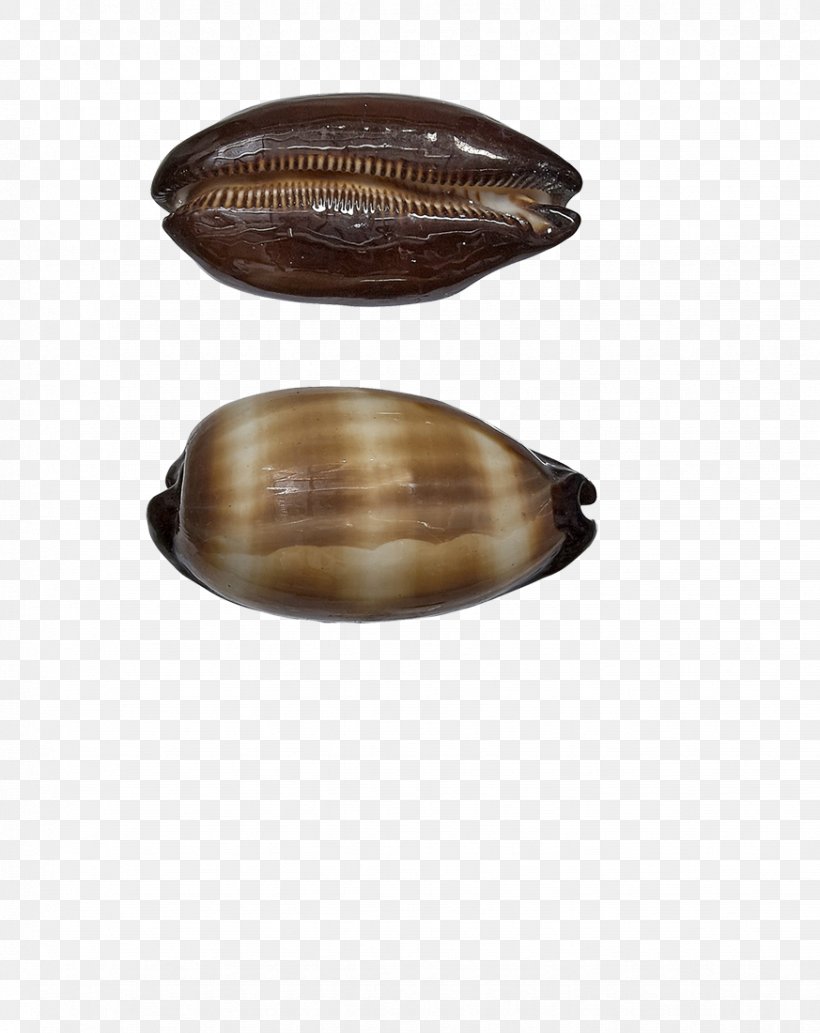 Seashell Cowry Conch Mussel Oyster, PNG, 873x1100px, Seashell, Beach, Caramel Color, Christmas, Christmas Decoration Download Free