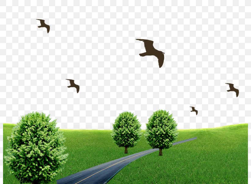 Bird Download Wallpaper, PNG, 800x600px, Bird, Ecosystem, Grass, Green, Landscape Download Free