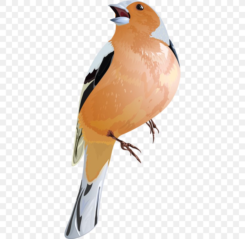 Bird, PNG, 388x800px, Bird, Beak, European Robin, Fauna, Feather Download Free