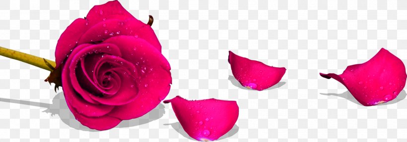 Beach Rose Garden Roses Red Petal, PNG, 1829x641px, Beach Rose, Color, Cut Flowers, Floral Design, Floristry Download Free