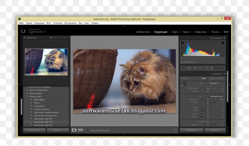 Cat Multimedia Video Screenshot Mammal, PNG, 1560x917px, Cat, Carnivoran, Cat Like Mammal, Mammal, Media Download Free