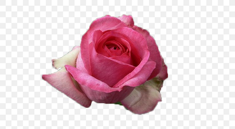 Pink Garden Roses, PNG, 600x450px, Pink, Centifolia Roses, Close Up, Cut Flowers, Floribunda Download Free