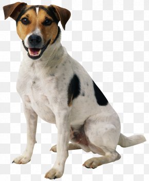 free jack russell terrier