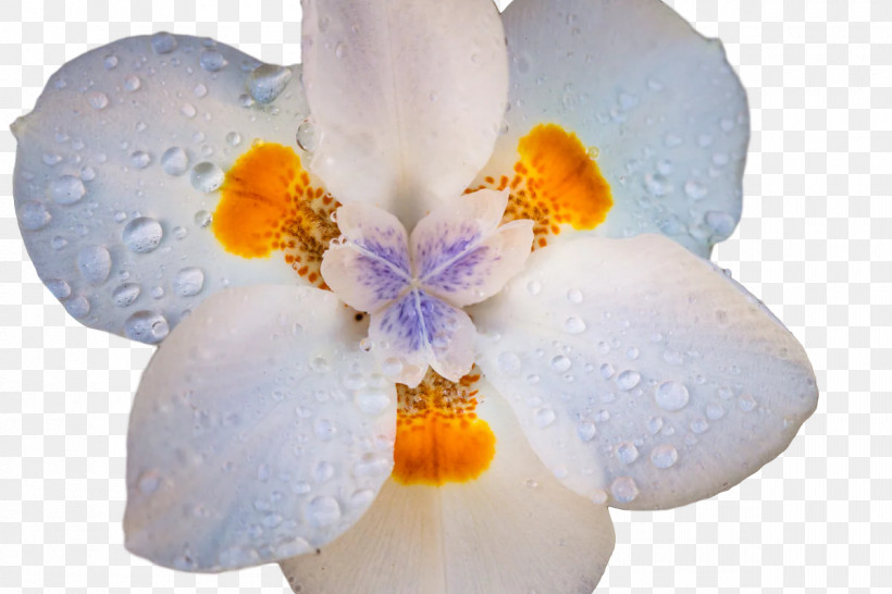 Iris Family Moth Orchids Flower Petal Spring, PNG, 1200x800px, Iris Family, Biology, Flower, Iris, Irises Download Free