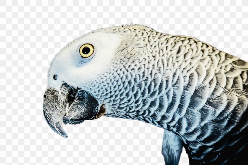 African Grey Parakeet Bird Parrot Budgie, PNG, 2448x1632px, Watercolor, African Grey, Beak, Bird, Budgie Download Free