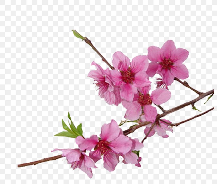 Cherry Blossom Cerasus Clip Art, PNG, 800x697px, Blossom, Animaatio, Branch, Cerasus, Cherry Download Free