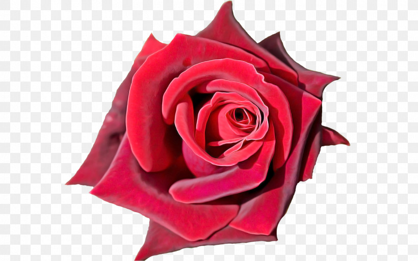 Garden Roses, PNG, 1920x1200px, Garden Roses, Cut Flowers, Flower, Hybrid Tea Rose, Petal Download Free