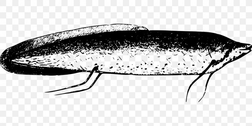 Sardine Oily Fish Herring Drawing /m/02csf, PNG, 1280x640px, Sardine, Black And White, Drawing, Fauna, Fish Download Free