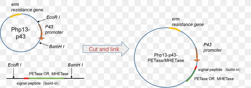 Technology Brand Circle, PNG, 1611x565px, Technology, Area, Brand, Diagram, Material Download Free