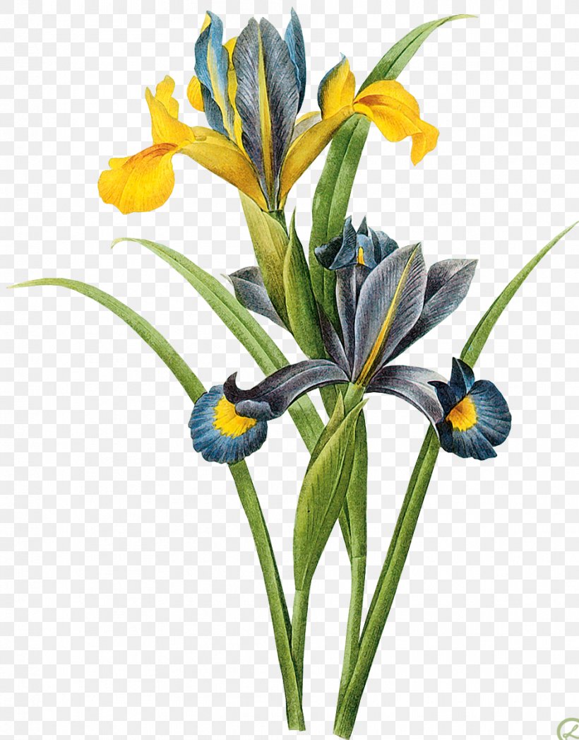 Art Painting Iris Xiphium Botany Canvas, PNG, 939x1200px, Art, Allposterscom, Artist, Botanical Illustration, Botany Download Free